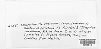 Erythricium aurantiacum image